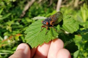 Strength in numbers: 17-year cicadas to emerge by billions